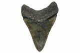 Bargain, Fossil Megalodon Tooth - North Carolina #345670-2
